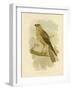 Little Eagle, 1891-Gracius Broinowski-Framed Giclee Print