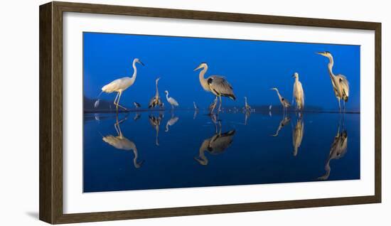 Little Egret (Egretta Garzetta) and Grey Herons (Ardea Cinerea) Reflected in Lake at Twilight-Bence Mate-Framed Photographic Print