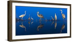 Little Egret (Egretta Garzetta) and Grey Herons (Ardea Cinerea) Reflected in Lake at Twilight-Bence Mate-Framed Photographic Print