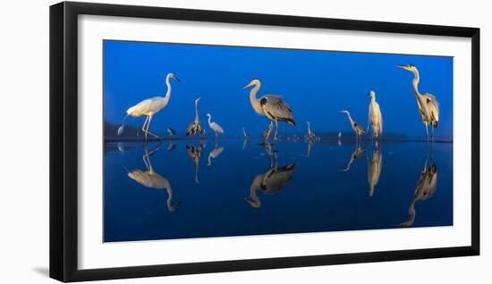 Little Egret (Egretta Garzetta) and Grey Herons (Ardea Cinerea) Reflected in Lake at Twilight-Bence Mate-Framed Photographic Print