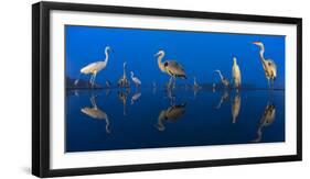 Little Egret (Egretta Garzetta) and Grey Herons (Ardea Cinerea) Reflected in Lake at Twilight-Bence Mate-Framed Photographic Print