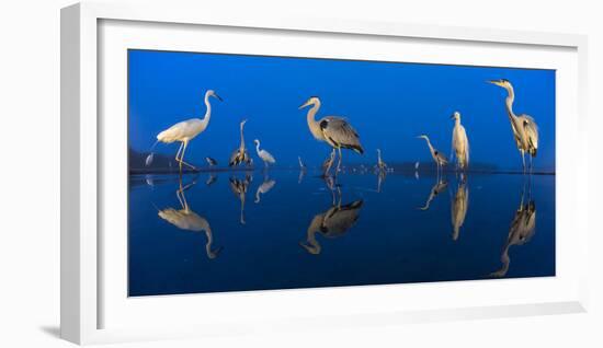 Little Egret (Egretta Garzetta) and Grey Herons (Ardea Cinerea) Reflected in Lake at Twilight-Bence Mate-Framed Photographic Print