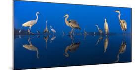 Little Egret (Egretta Garzetta) and Grey Herons (Ardea Cinerea) Reflected in Lake at Twilight-Bence Mate-Mounted Photographic Print