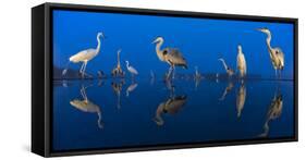 Little Egret (Egretta Garzetta) and Grey Herons (Ardea Cinerea) Reflected in Lake at Twilight-Bence Mate-Framed Stretched Canvas