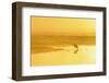 Little Egret (Egretta Garzetta) at Dawn, Elmley Nature Reserve, Kent, England, UK, March-Terry Whittaker-Framed Photographic Print