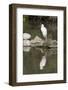 Little Egret (Egretta Garzetta), Camargue, Provence-Alpes-Cote D'Azur, France, Europe-Sergio Pitamitz-Framed Photographic Print