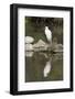 Little Egret (Egretta Garzetta), Camargue, Provence-Alpes-Cote D'Azur, France, Europe-Sergio Pitamitz-Framed Photographic Print