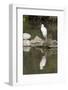 Little Egret (Egretta Garzetta), Camargue, Provence-Alpes-Cote D'Azur, France, Europe-Sergio Pitamitz-Framed Photographic Print