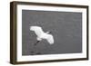 Little Egret (Egretta Garzetta) Flying Low over the Tamsui River Estuary-Nick Upton-Framed Photographic Print