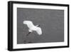 Little Egret (Egretta Garzetta) Flying Low over the Tamsui River Estuary-Nick Upton-Framed Photographic Print