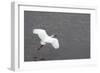 Little Egret (Egretta Garzetta) Flying Low over the Tamsui River Estuary-Nick Upton-Framed Photographic Print