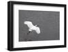 Little Egret (Egretta Garzetta) Flying Low over the Tamsui River Estuary-Nick Upton-Framed Photographic Print