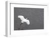 Little Egret (Egretta Garzetta) Flying Low over the Tamsui River Estuary-Nick Upton-Framed Photographic Print