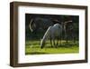 Little Egret (Egretta Garzetta) Near Four Horses, Velipoja, Albania, June 2009-Geidemark-Framed Photographic Print