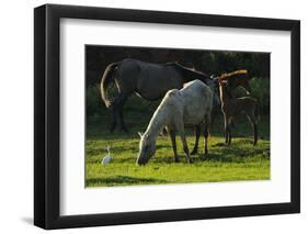 Little Egret (Egretta Garzetta) Near Four Horses, Velipoja, Albania, June 2009-Geidemark-Framed Photographic Print