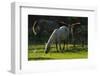 Little Egret (Egretta Garzetta) Near Four Horses, Velipoja, Albania, June 2009-Geidemark-Framed Photographic Print