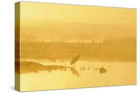 Little Egret (Egretta Garzetta). North Kent Marshes. Elmley Nature Reserve-Terry Whittaker-Stretched Canvas