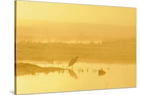 Little Egret (Egretta Garzetta). North Kent Marshes. Elmley Nature Reserve-Terry Whittaker-Stretched Canvas