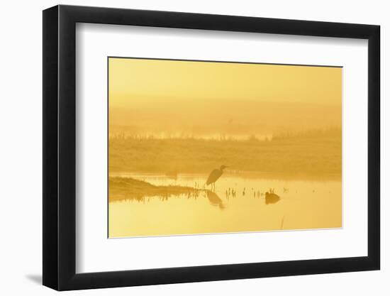 Little Egret (Egretta Garzetta). North Kent Marshes. Elmley Nature Reserve-Terry Whittaker-Framed Premium Photographic Print