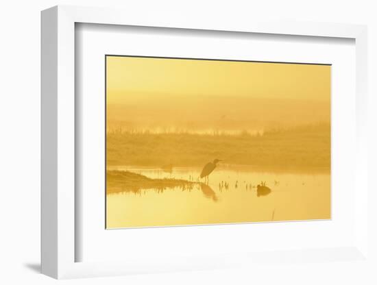 Little Egret (Egretta Garzetta). North Kent Marshes. Elmley Nature Reserve-Terry Whittaker-Framed Photographic Print