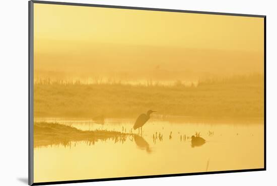 Little Egret (Egretta Garzetta). North Kent Marshes. Elmley Nature Reserve-Terry Whittaker-Mounted Photographic Print