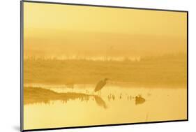 Little Egret (Egretta Garzetta). North Kent Marshes. Elmley Nature Reserve-Terry Whittaker-Mounted Photographic Print