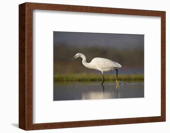 Little egret (Egretta garzetta), Zimanga private game reserve, KwaZulu-Natal-Ann and Steve Toon-Framed Photographic Print