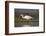 Little egret (Egretta garzetta), Zimanga private game reserve, KwaZulu-Natal-Ann and Steve Toon-Framed Photographic Print