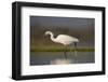 Little egret (Egretta garzetta), Zimanga private game reserve, KwaZulu-Natal-Ann and Steve Toon-Framed Photographic Print