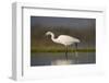 Little egret (Egretta garzetta), Zimanga private game reserve, KwaZulu-Natal-Ann and Steve Toon-Framed Photographic Print