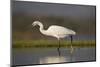 Little egret (Egretta garzetta), Zimanga private game reserve, KwaZulu-Natal-Ann and Steve Toon-Mounted Photographic Print