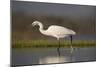 Little egret (Egretta garzetta), Zimanga private game reserve, KwaZulu-Natal-Ann and Steve Toon-Mounted Photographic Print