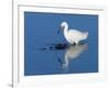 Little egret fishing in a flooded saltmarsh creek, UK-Nick Upton-Framed Photographic Print