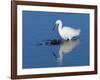 Little egret fishing in a flooded saltmarsh creek, UK-Nick Upton-Framed Photographic Print