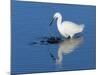 Little egret fishing in a flooded saltmarsh creek, UK-Nick Upton-Mounted Photographic Print