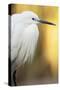 Little Egret - Left-Staffan Widstrand-Stretched Canvas