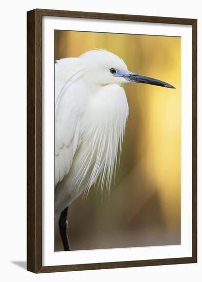 Little Egret - Left-Staffan Widstrand-Framed Giclee Print