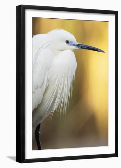 Little Egret - Left-Staffan Widstrand-Framed Giclee Print