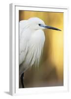 Little Egret - Left-Staffan Widstrand-Framed Giclee Print