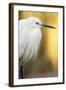 Little Egret - Left-Staffan Widstrand-Framed Giclee Print