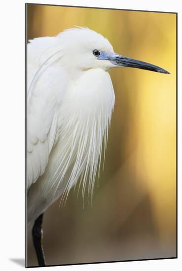 Little Egret - Left-Staffan Widstrand-Mounted Giclee Print