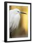 Little Egret - Left-Staffan Widstrand-Framed Giclee Print