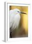 Little Egret - Left-Staffan Widstrand-Framed Giclee Print