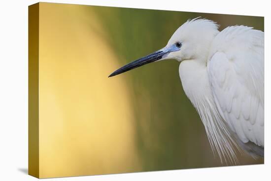 Little Egret - Right-Staffan Widstrand-Stretched Canvas