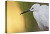 Little Egret - Right-Staffan Widstrand-Stretched Canvas