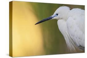 Little Egret - Right-Staffan Widstrand-Stretched Canvas