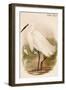 Little Egret-John Gould-Framed Art Print