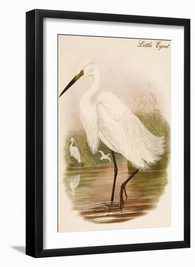 Little Egret-John Gould-Framed Art Print