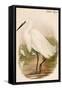 Little Egret-John Gould-Framed Stretched Canvas