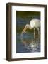 Little Estero Lagoon, Fort Myers Beach, FL. White Ibis eating a female, egg-bearing, Blue Crab.-Janet Horton-Framed Photographic Print